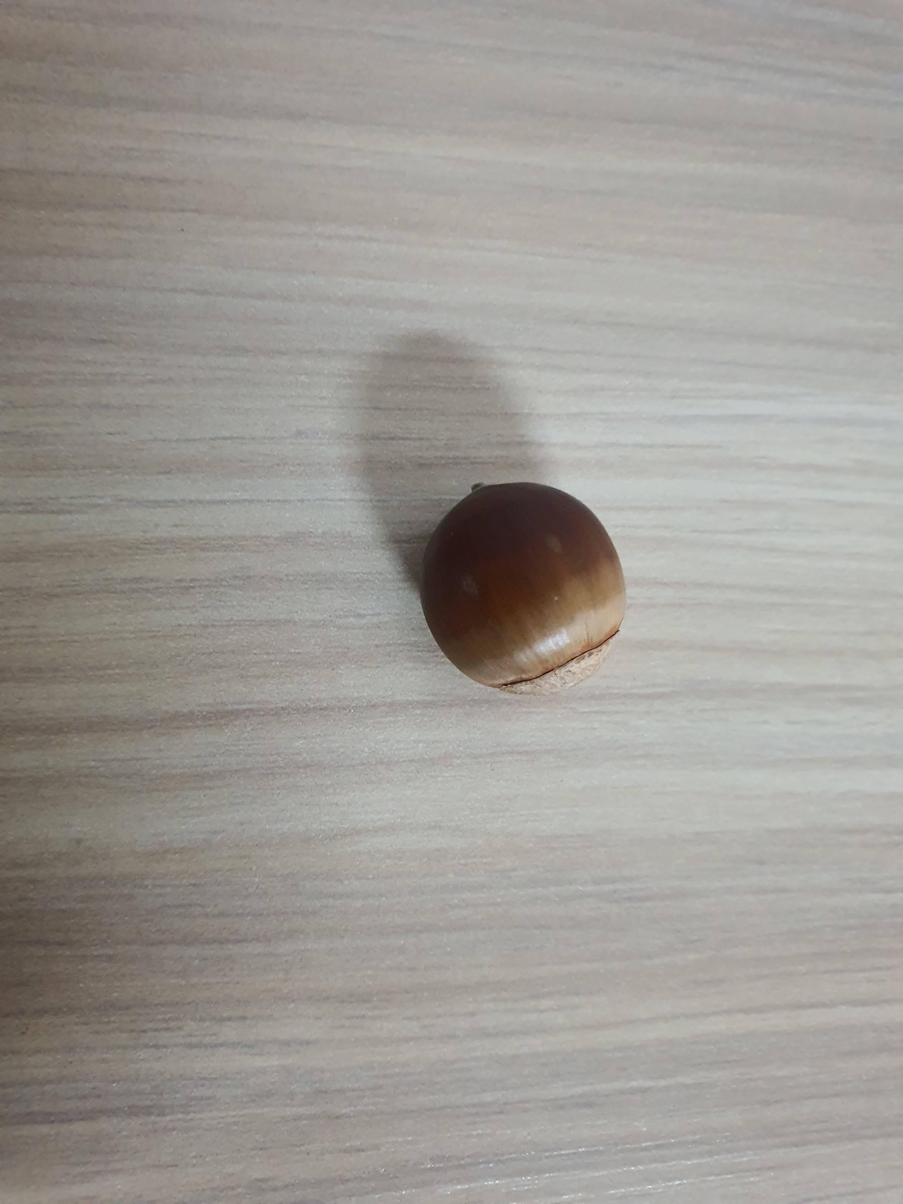 도토리 하나