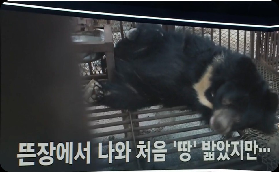 AI로 인한 개발자들의 불안