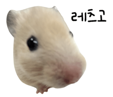 아쿠아픽 구강세정기 AQ-207 리뷰