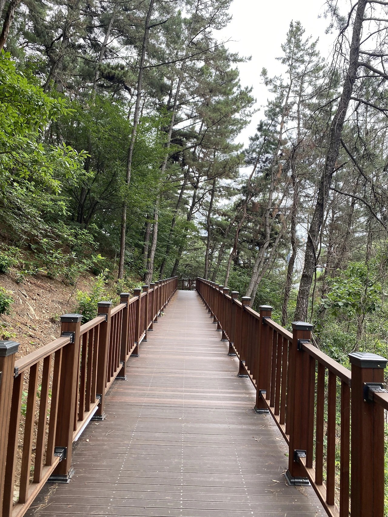 대전 건양대 병원뒤 산책로-2026-06