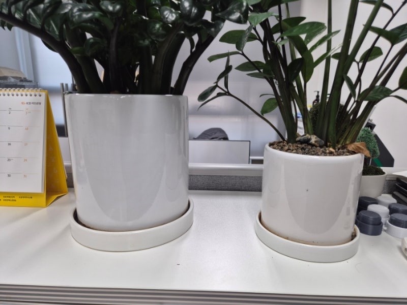 사무실 화분 분갈이 - 일상